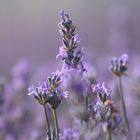 Lavendel