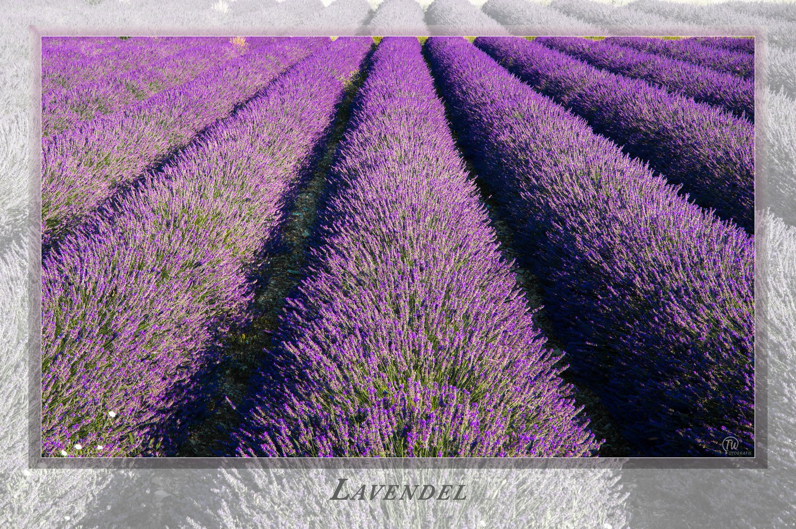 Lavendel