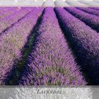 Lavendel