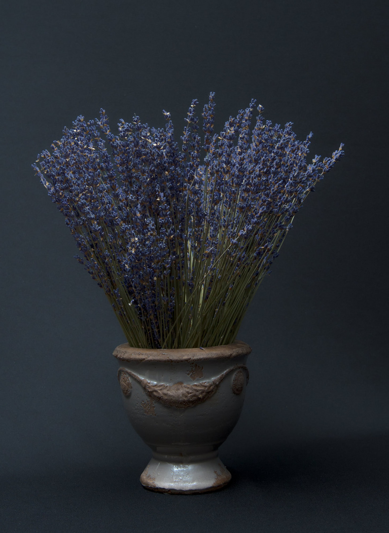 Lavendel