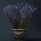 Lavendel