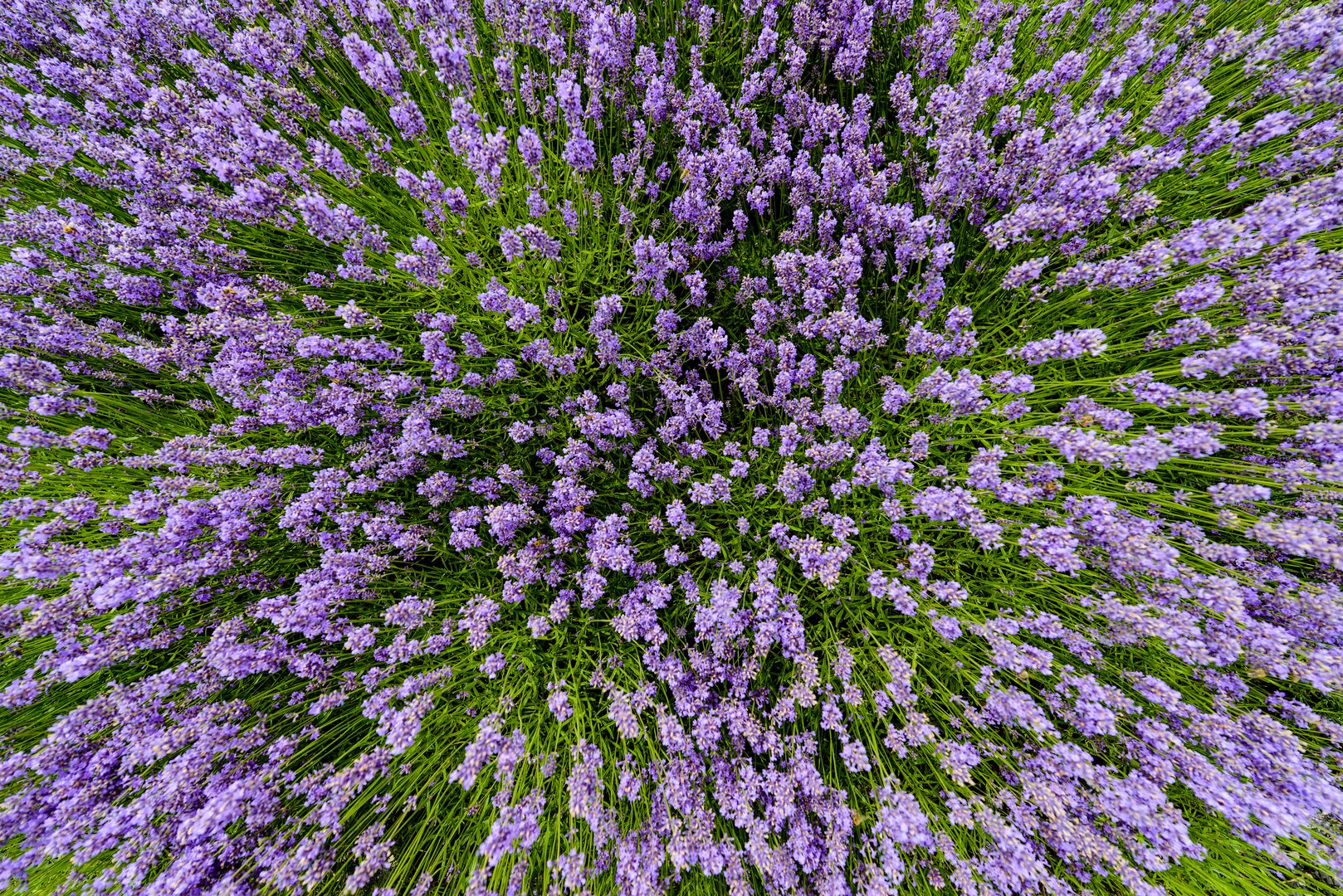 Lavendel