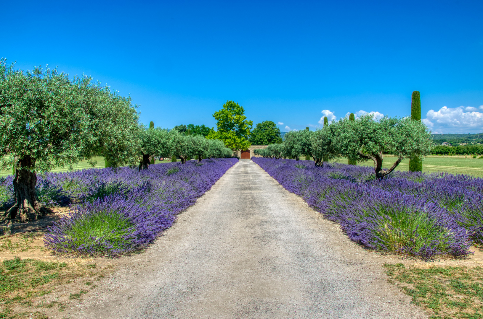 Lavendel