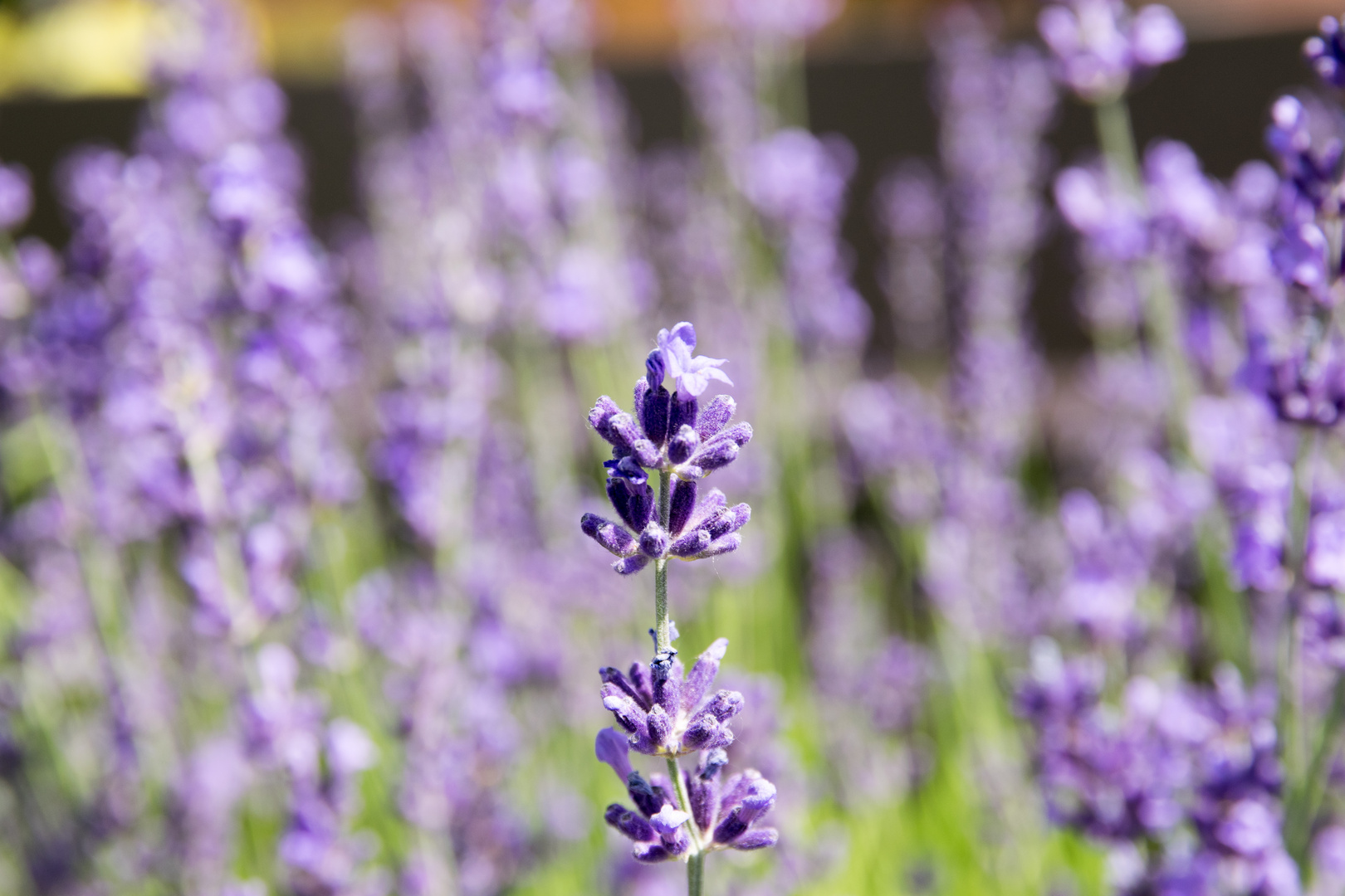 Lavendel