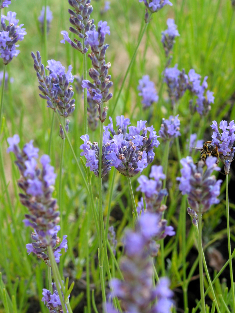 Lavendel