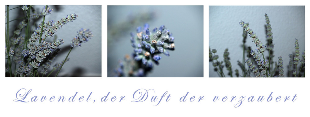 " Lavendel, der Duft der verzaubert "