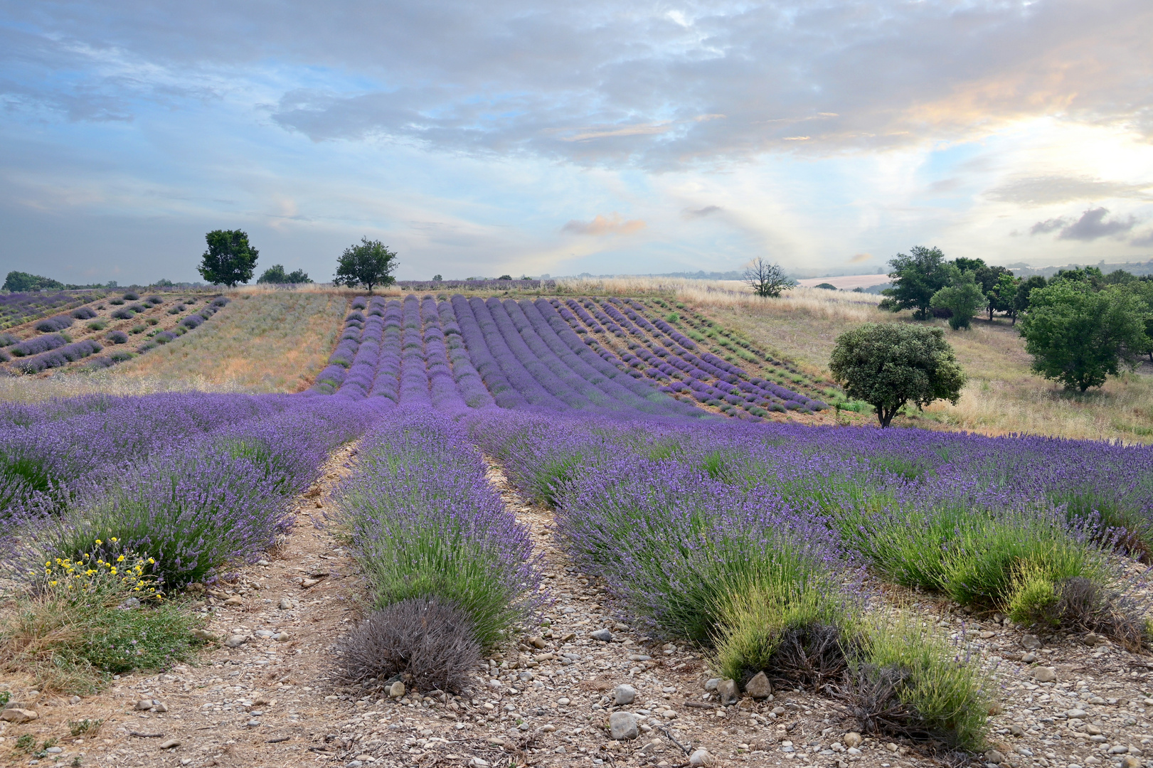 Lavendel der Provence
