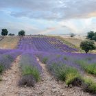 Lavendel der Provence