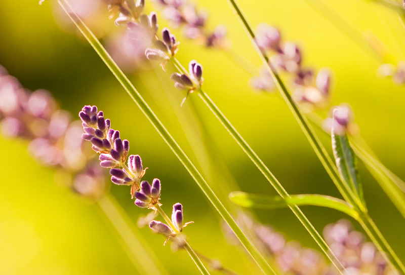 Lavendel