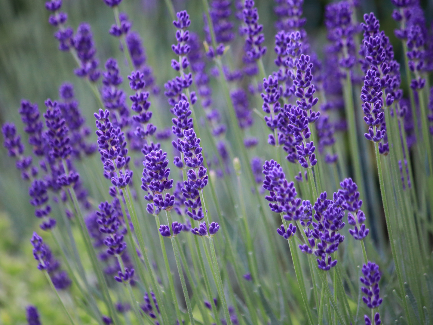 Lavendel