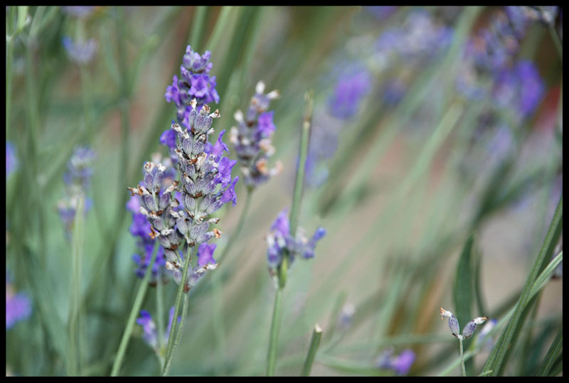 Lavendel