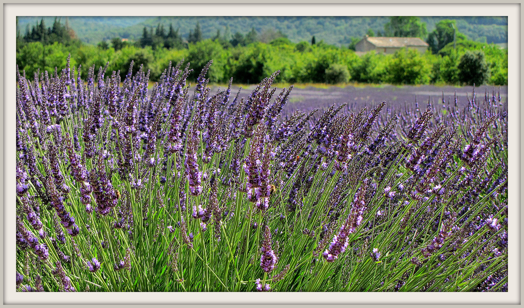 Lavendel      ,,Die Blüte beginnt "