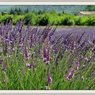 Lavendel      ,,Die Blüte beginnt "