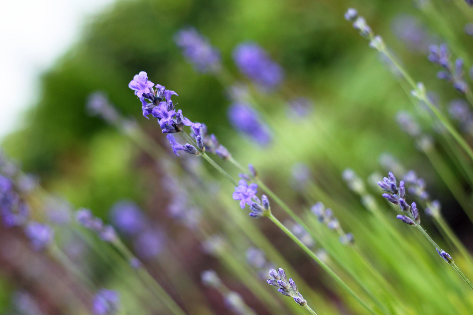 Lavendel - die zweite