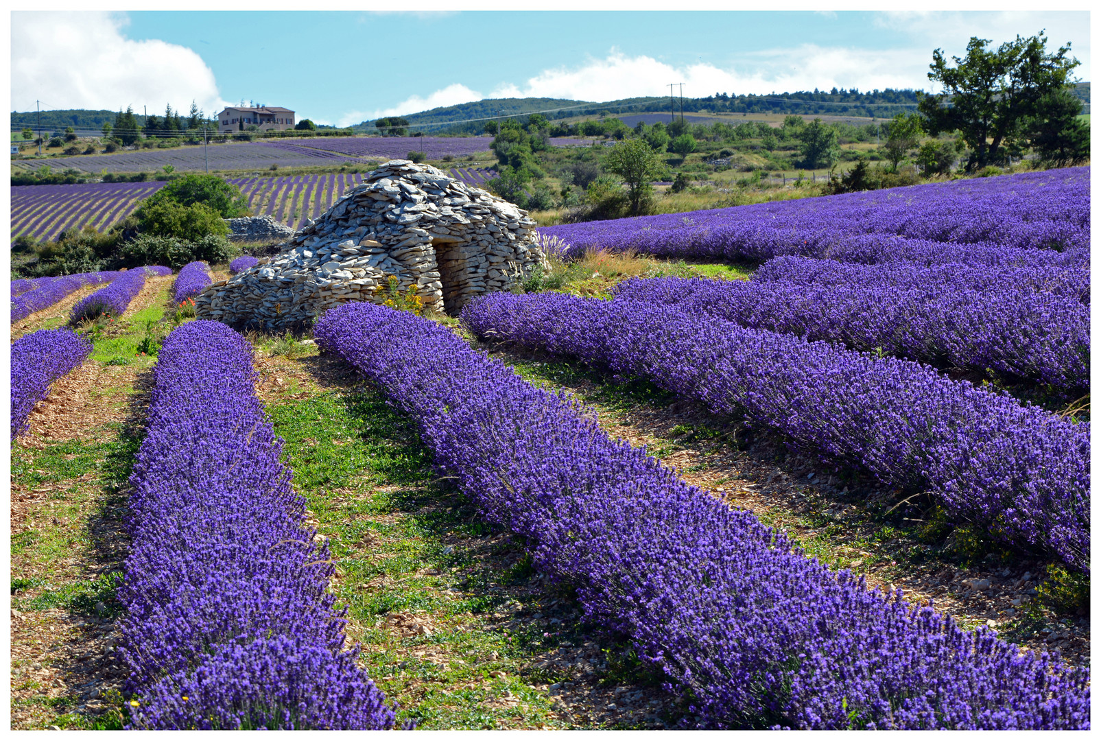 Lavendel-Duft.