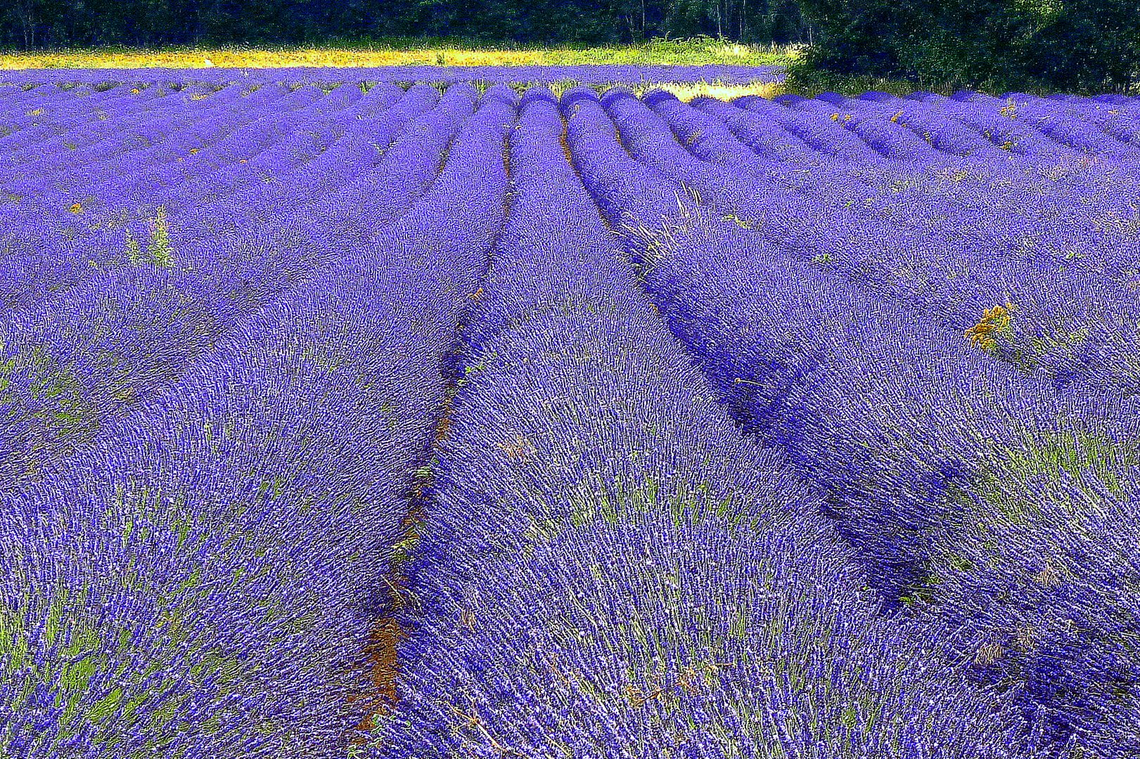 Lavendel, Duft- und Heilpflanze...