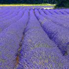 Lavendel, Duft- und Heilpflanze...