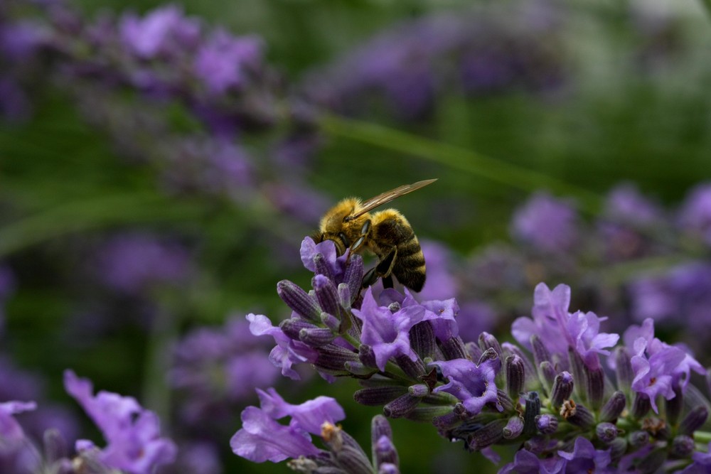 Lavendel