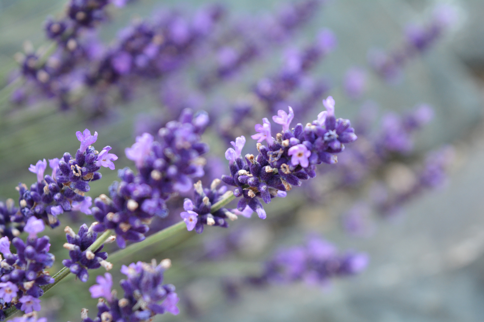 Lavendel