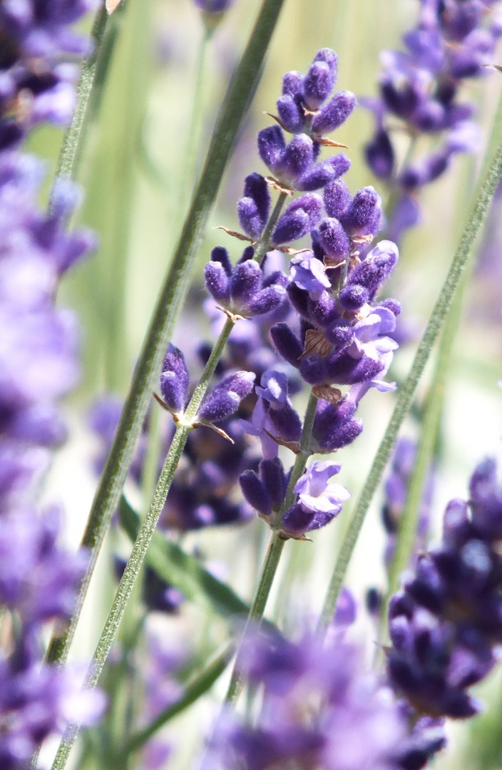 Lavendel