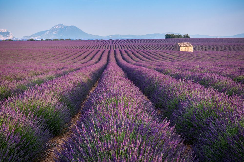 Lavendel