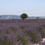 Lavendel