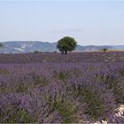 Lavendel