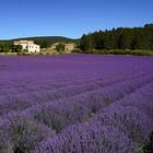 Lavendel