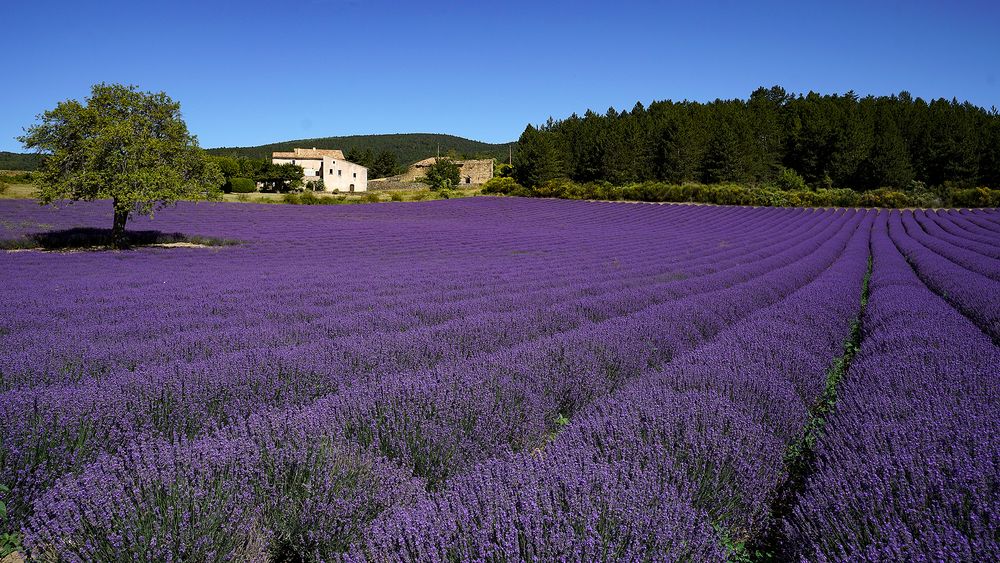 Lavendel