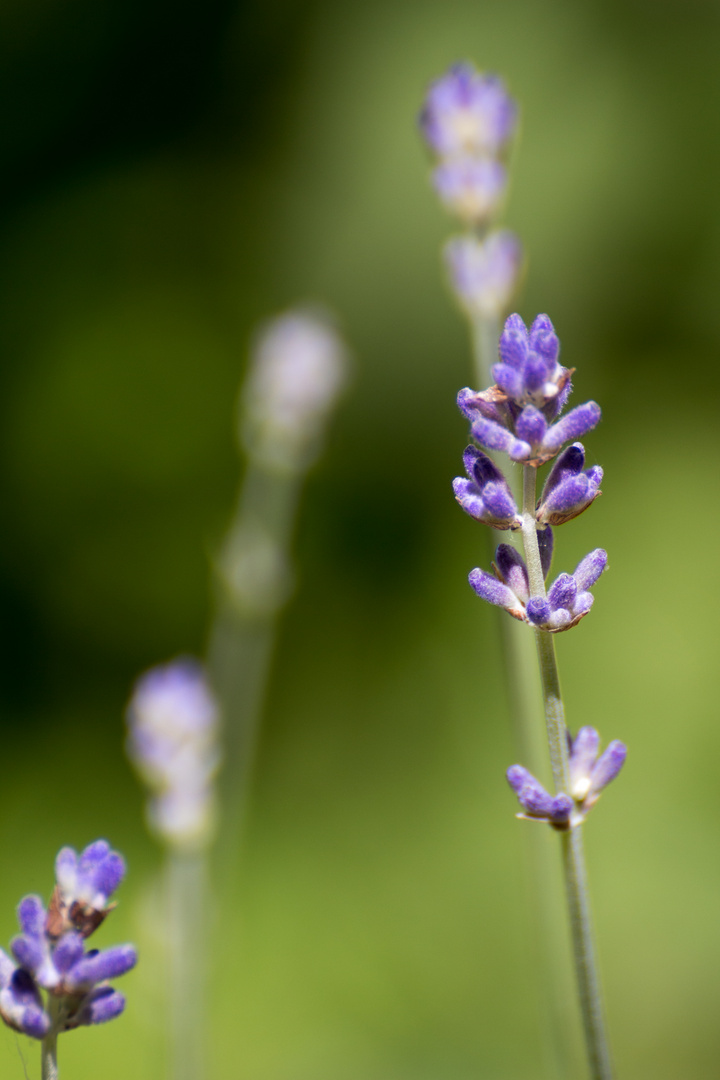 Lavendel