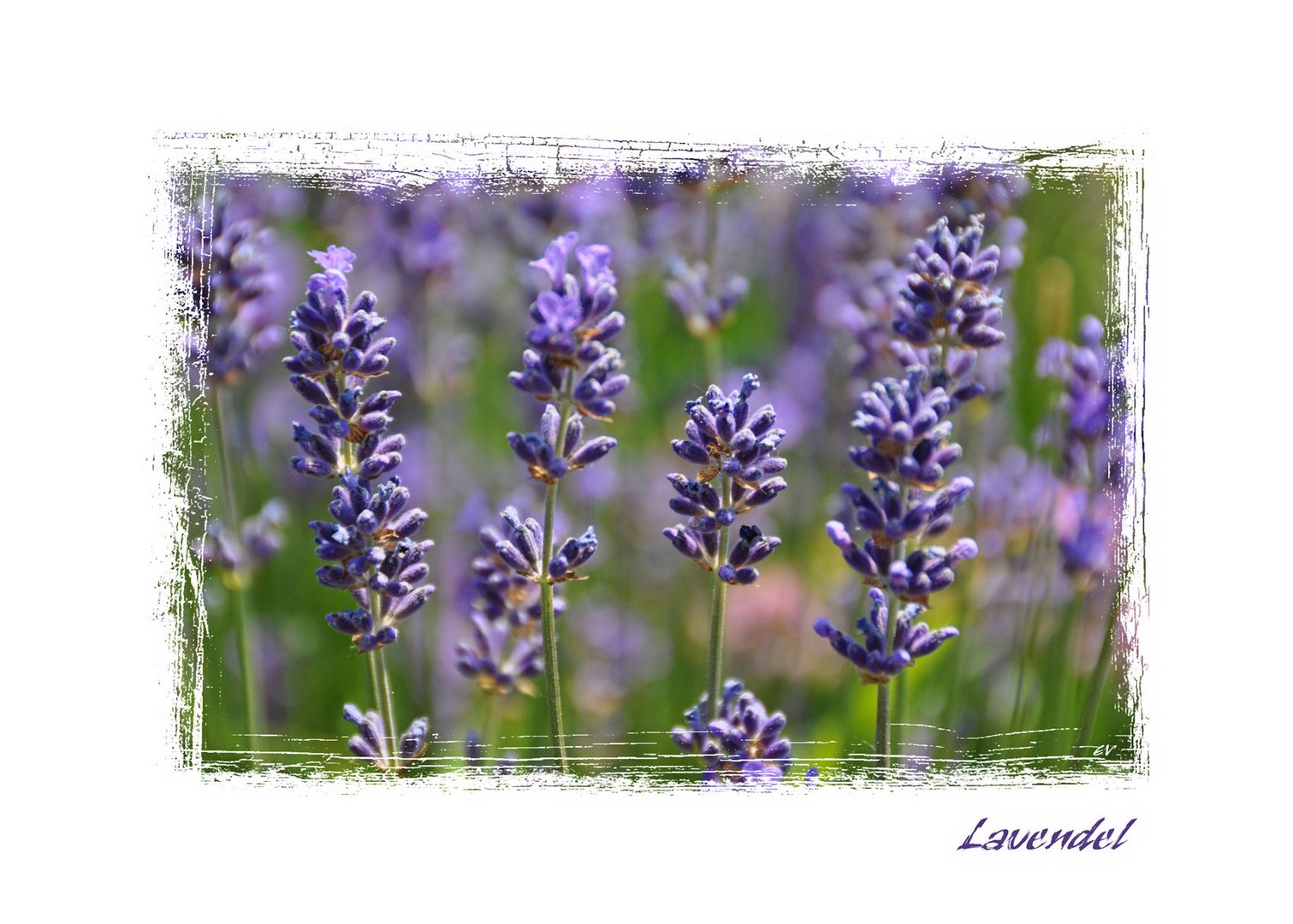 Lavendel.....