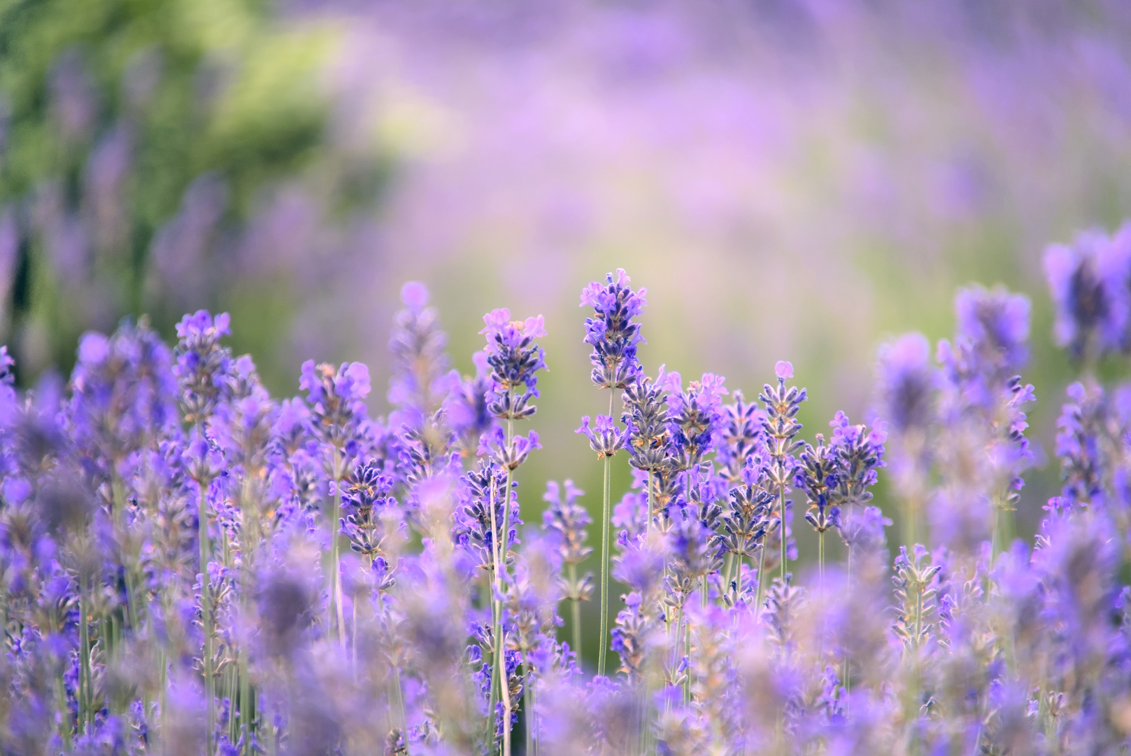 Lavendel