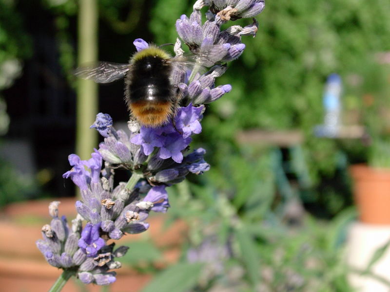 Lavendel