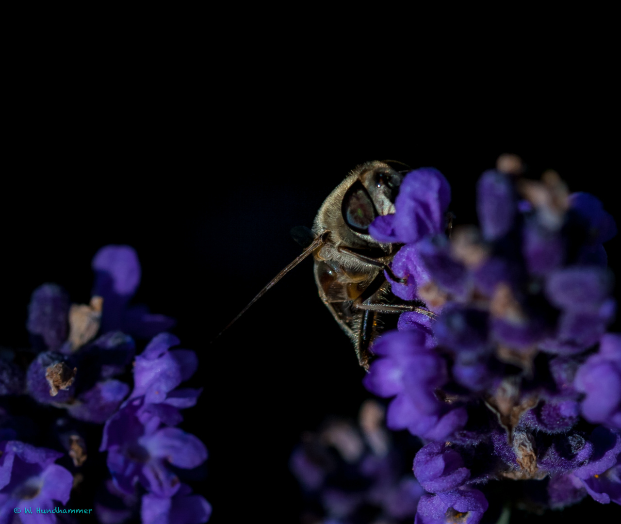 Lavendel...