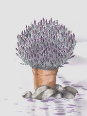 Lavendel