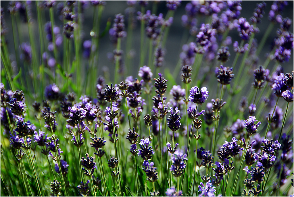 Lavendel