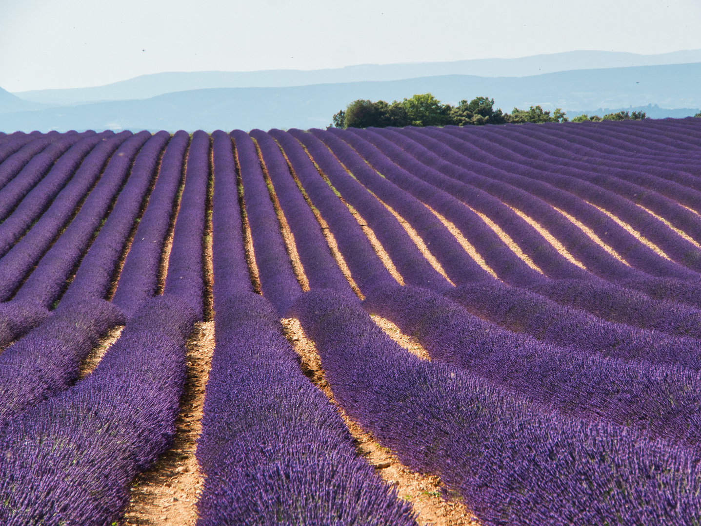 Lavendel