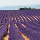 Lavendel