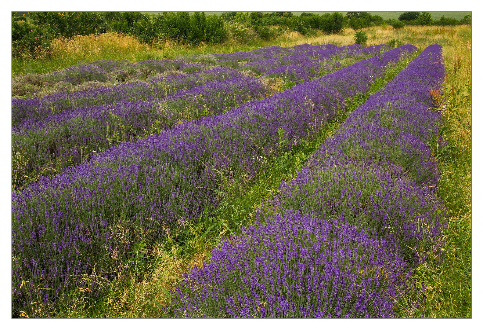 Lavendel