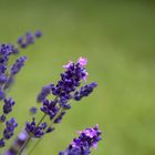 Lavendel