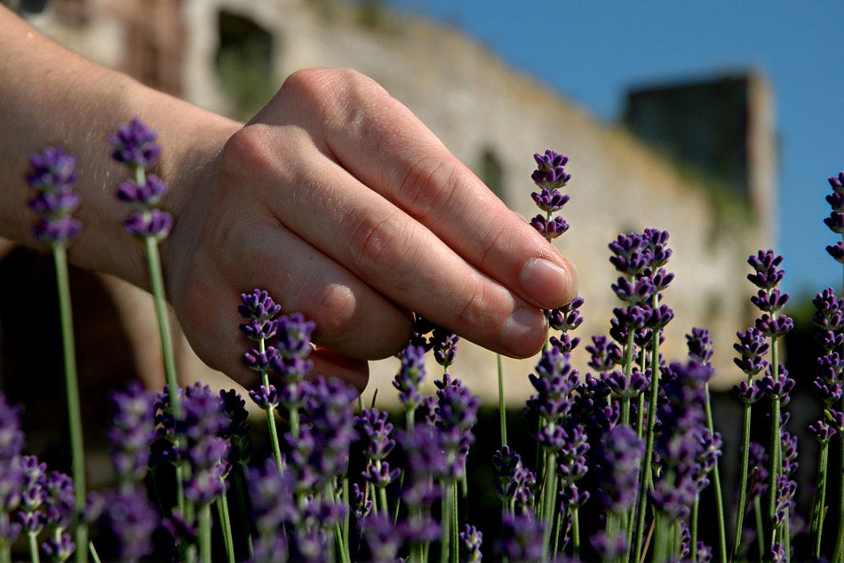 Lavendel