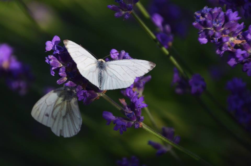 Lavendel