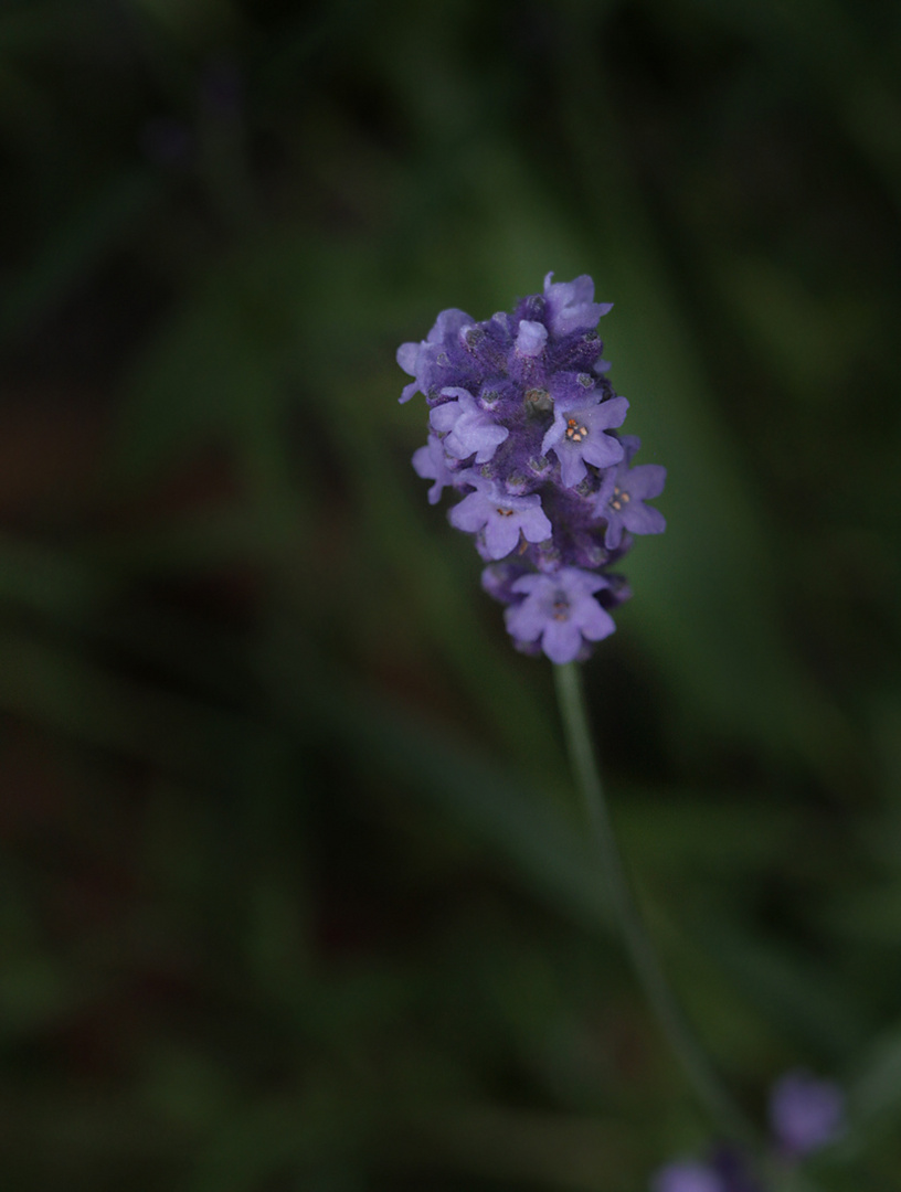 Lavendel