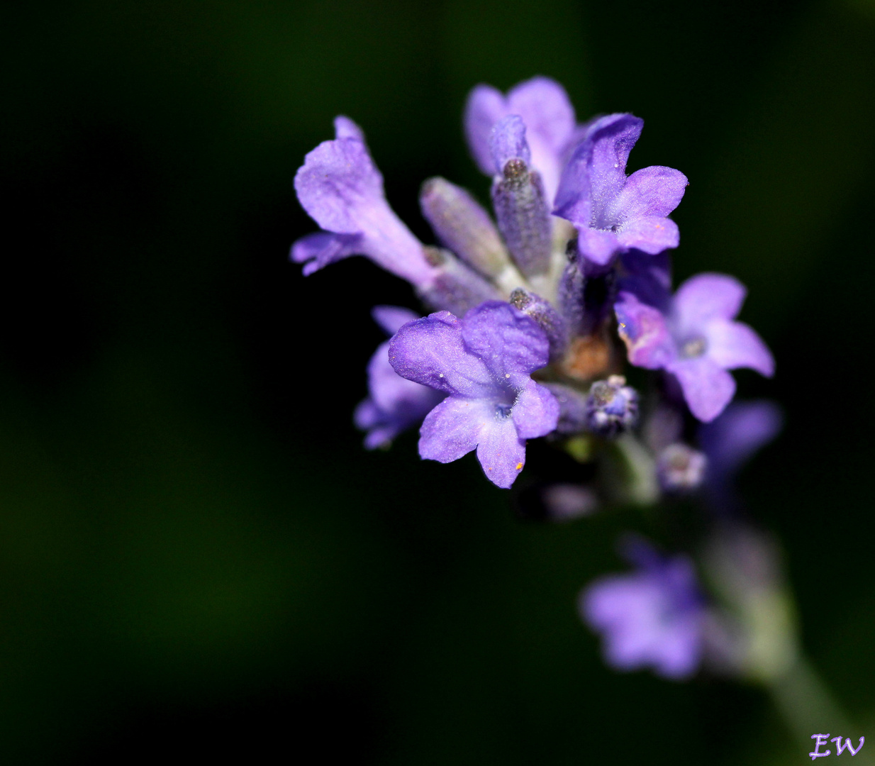 ~ Lavendel ~