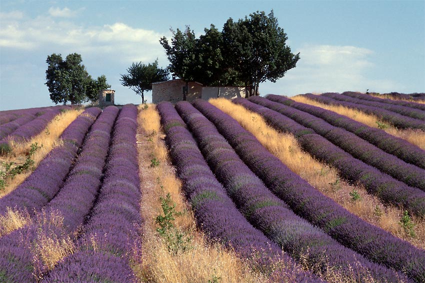 Lavendel