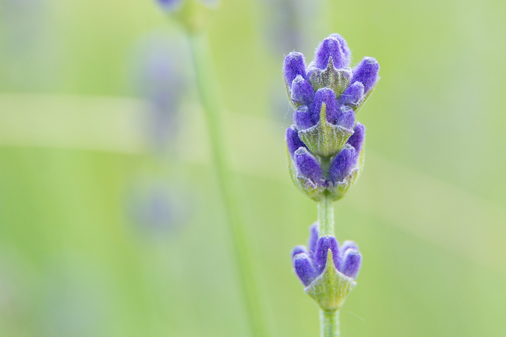 Lavendel