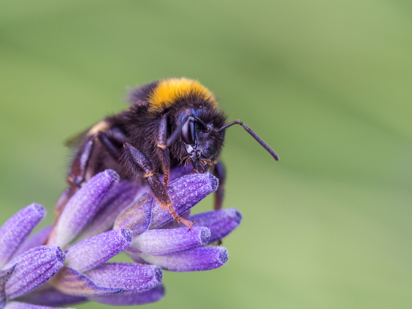 Lavendel - ein Hochgenuss!