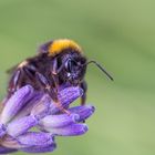 Lavendel - ein Hochgenuss!