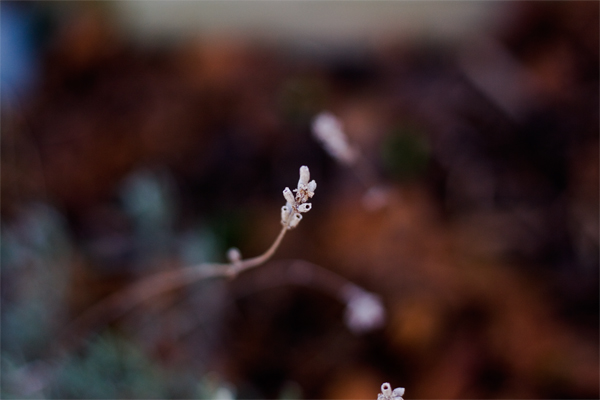 Lavendel - Ein überlebender des Winters