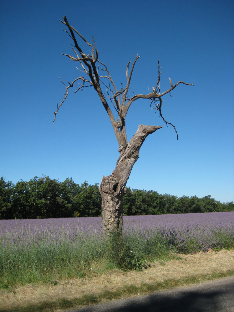 Lavendel- einsamer Baum